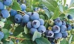 ONEAL Southern Blueberry Plants For Sale image