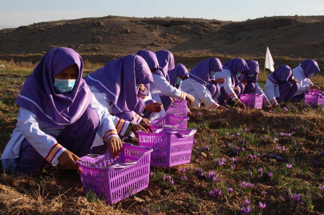 Saffron gallery image