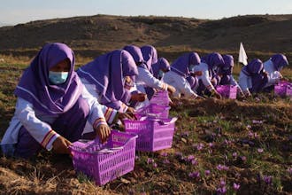 Saffron gallery image