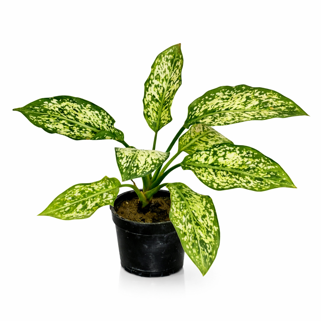 Plant Orbit gallery image