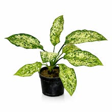 Plant Orbit gallery image