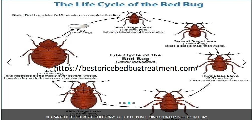 Bed bug Treetment