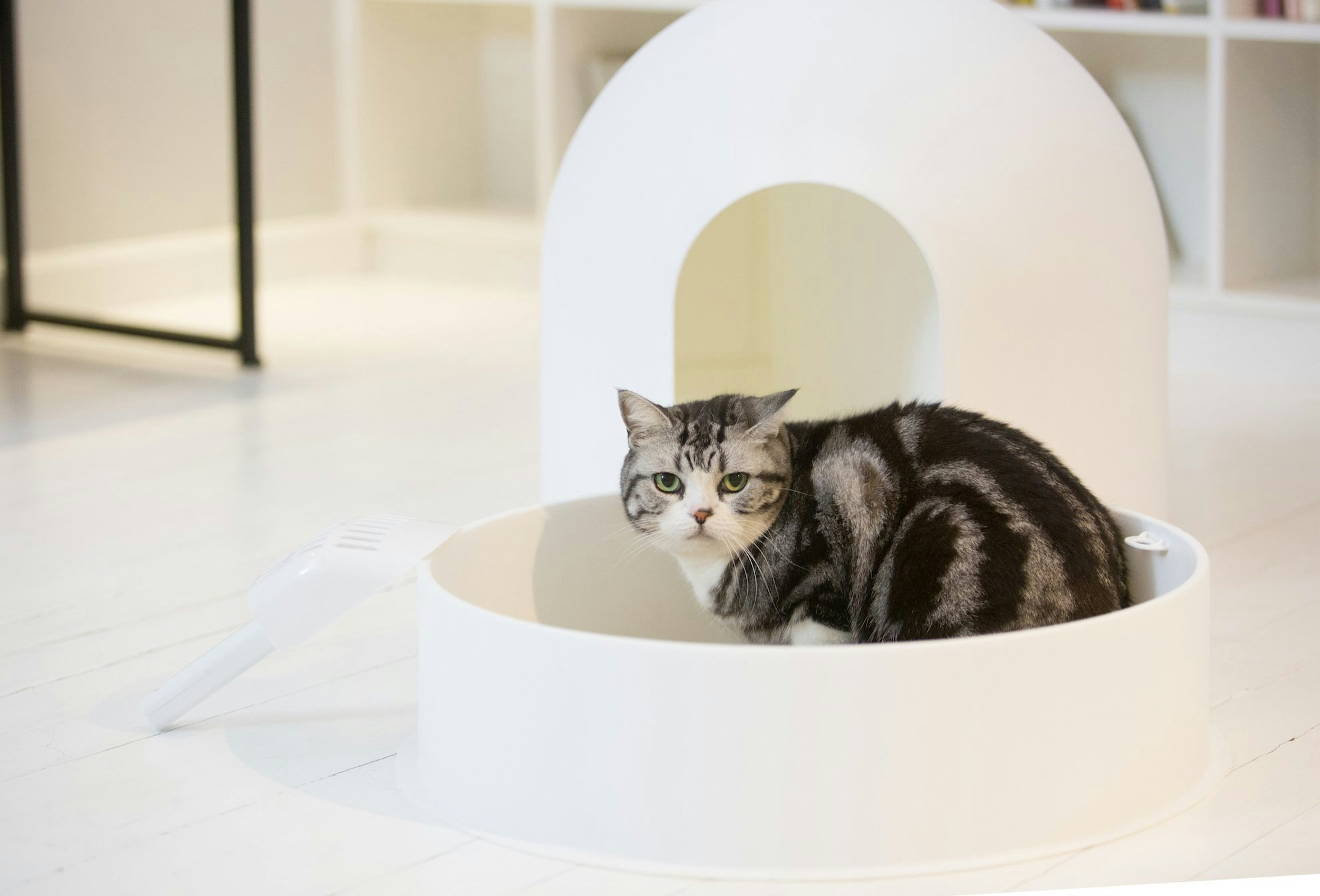 Want an invisible litter box? - try this! pidan igloo litter box gallery image