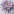 MiracleFlower