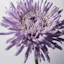 MiracleFlower