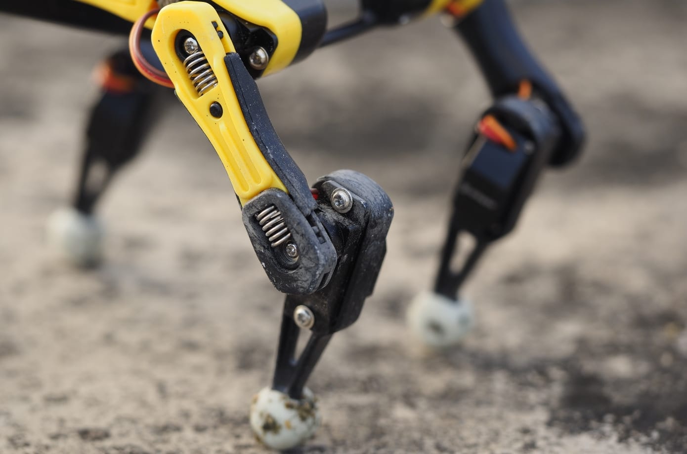 Bittle gallery image