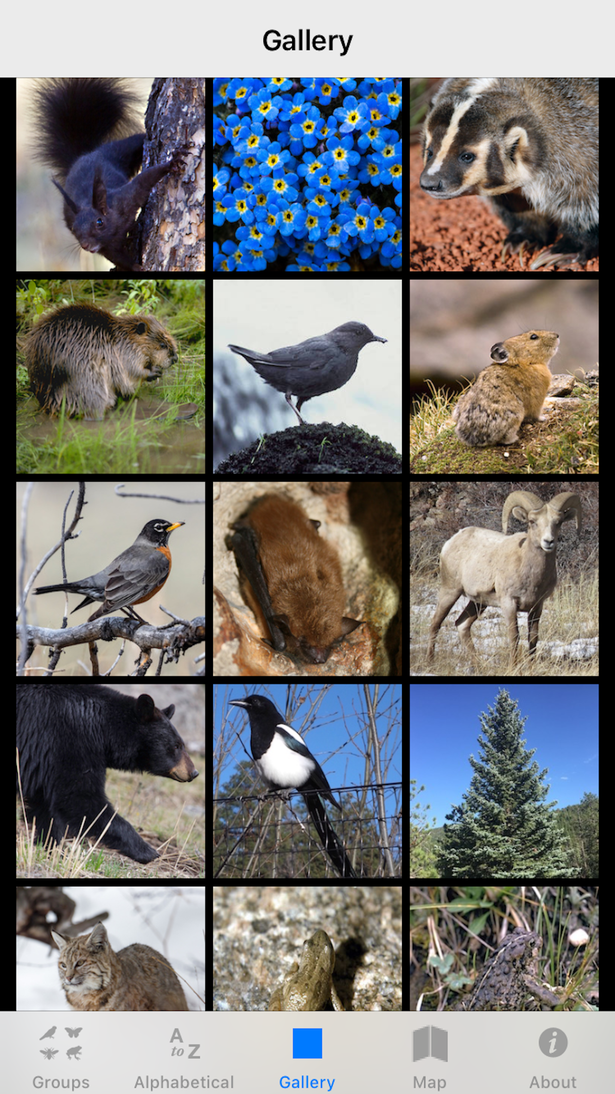 Rocky Mountain NP Field Guide gallery image