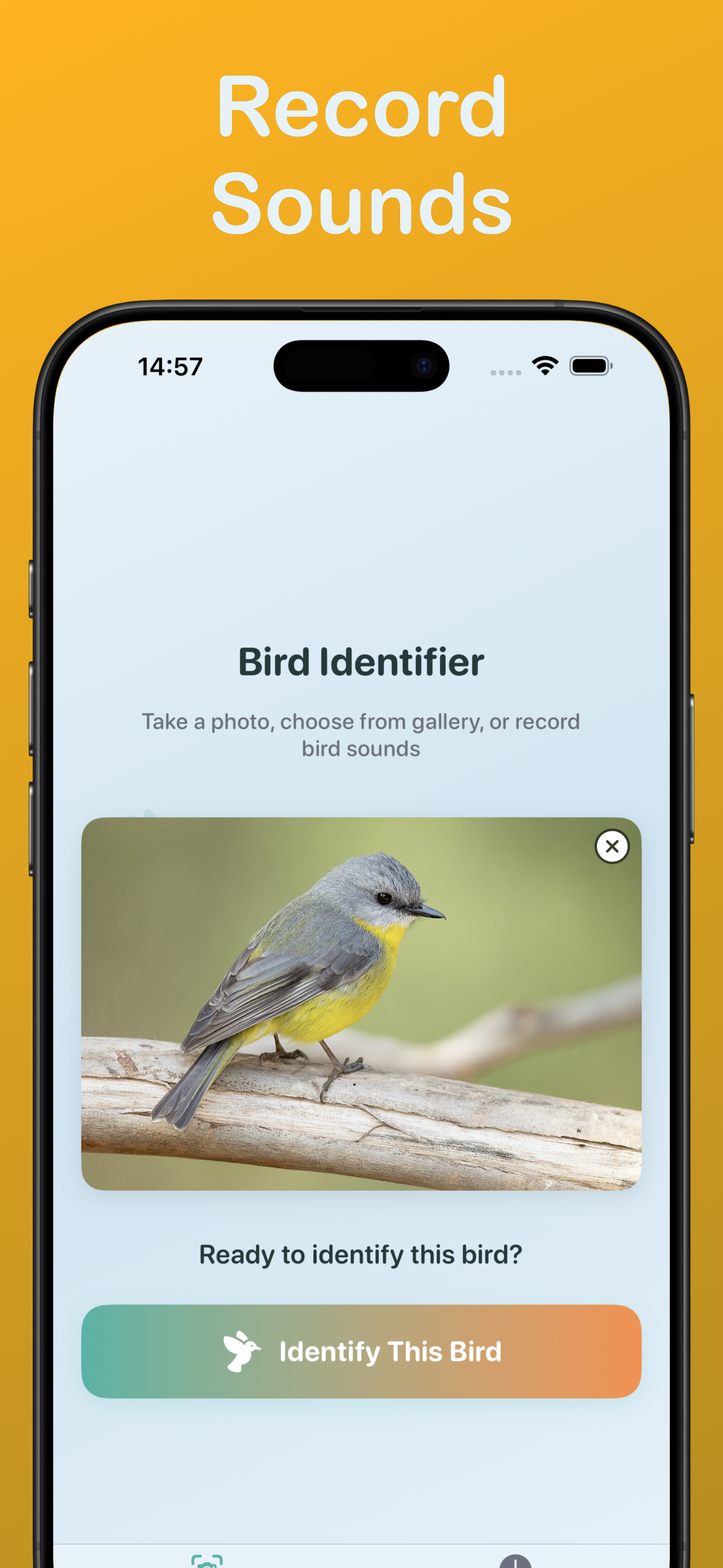 Media Bird Identifier: Cikcik - Identify any bird you want with audio & image 2