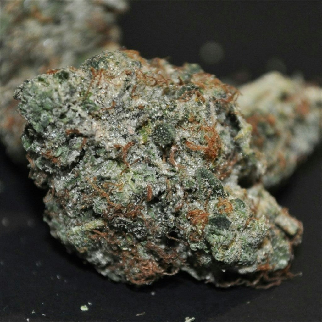Black Tuna Strain