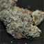 Black Tuna Strain