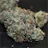 Black Tuna Strain