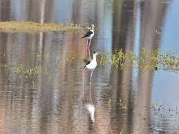 indigoexplorer gallery image