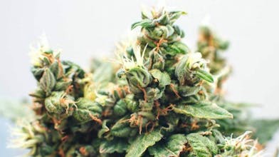 BC Bud Online gallery image