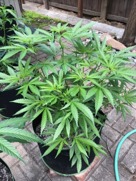 Grow It From Home gallery image