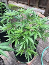 Grow It From Home gallery image