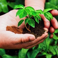 Greenthumb - AI Gardening Companion