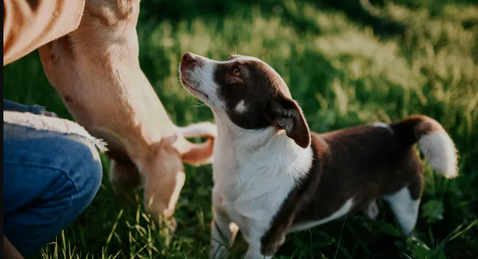 dog sounds logo