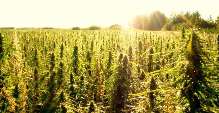 Angel's Hemp Oil: CBD for Pain and Anxiety gallery image