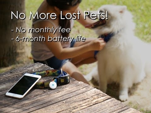 DOTT: The Smart Dog Tag gallery image