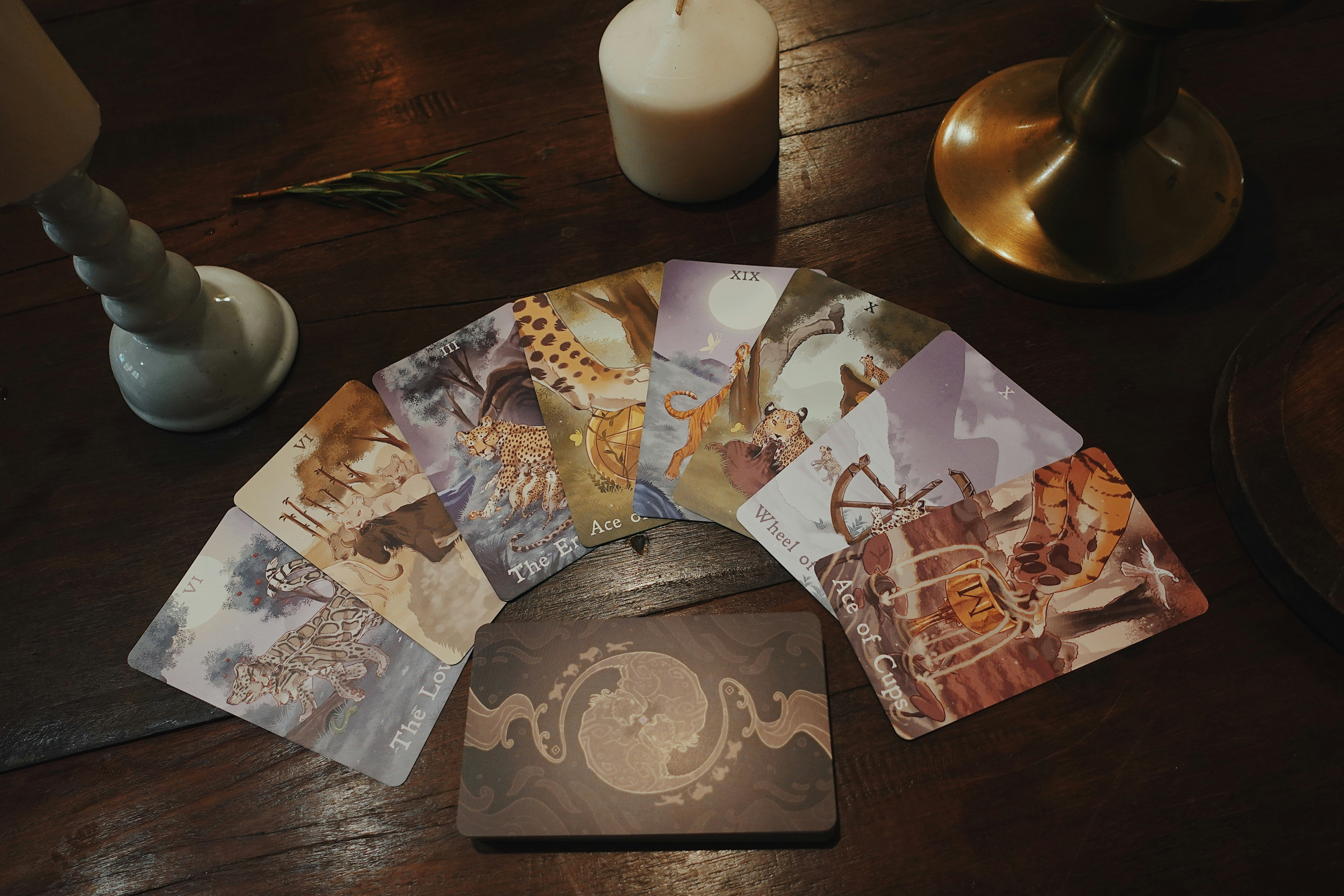 Panthera Tarot의 반환 미디어 14