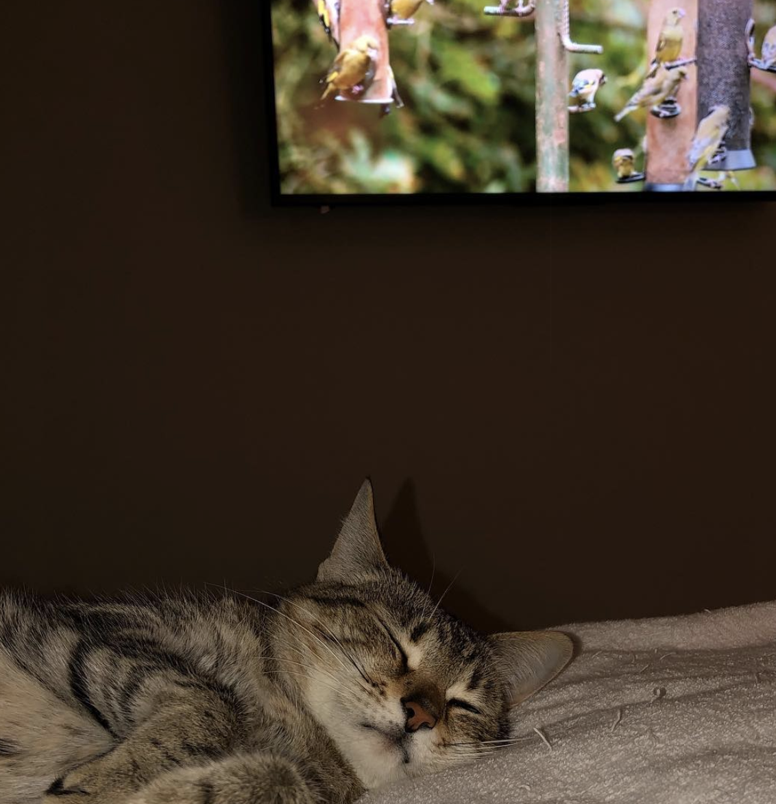 RelaxMyCat gallery image