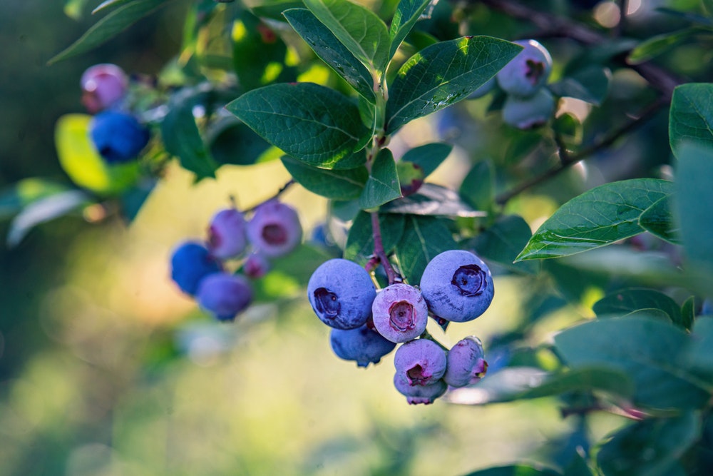 Buy Bluecrop Blueberry Plants Online