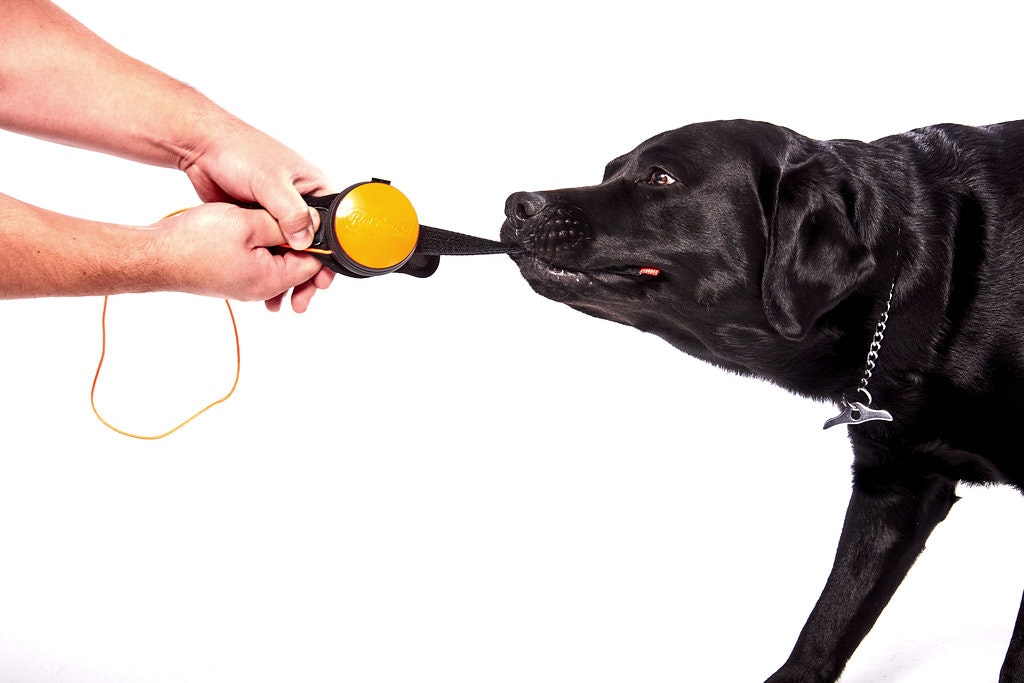 ReLeash gallery image