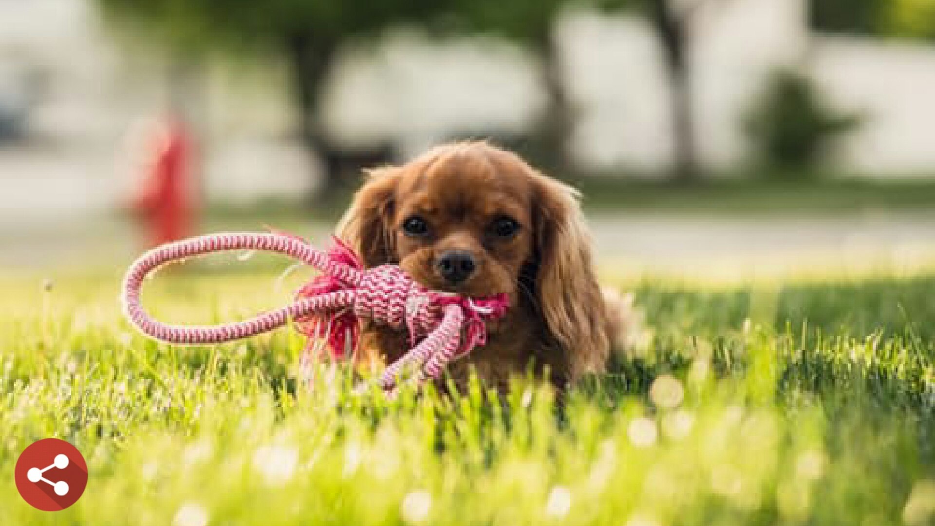 Your Pictures Memory Game gallery image