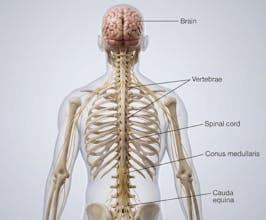 Natomy AI gallery image