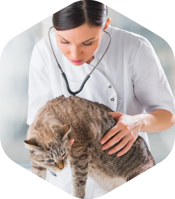 Vetsoft Cloud free vet software.