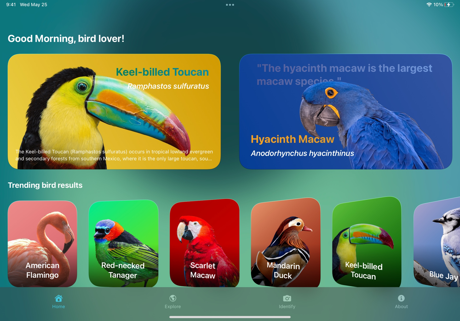 Birdipedia gallery image