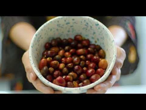 Coffee Cherry Superfood Powder gallery image