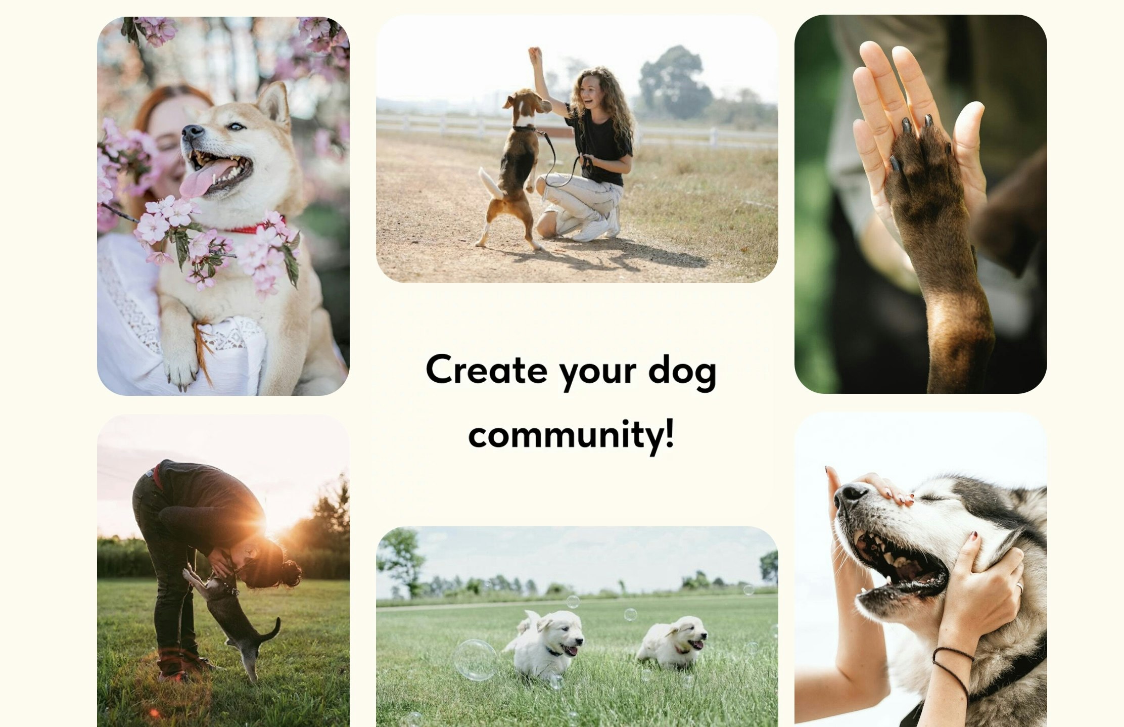 BarkBuddy media 2