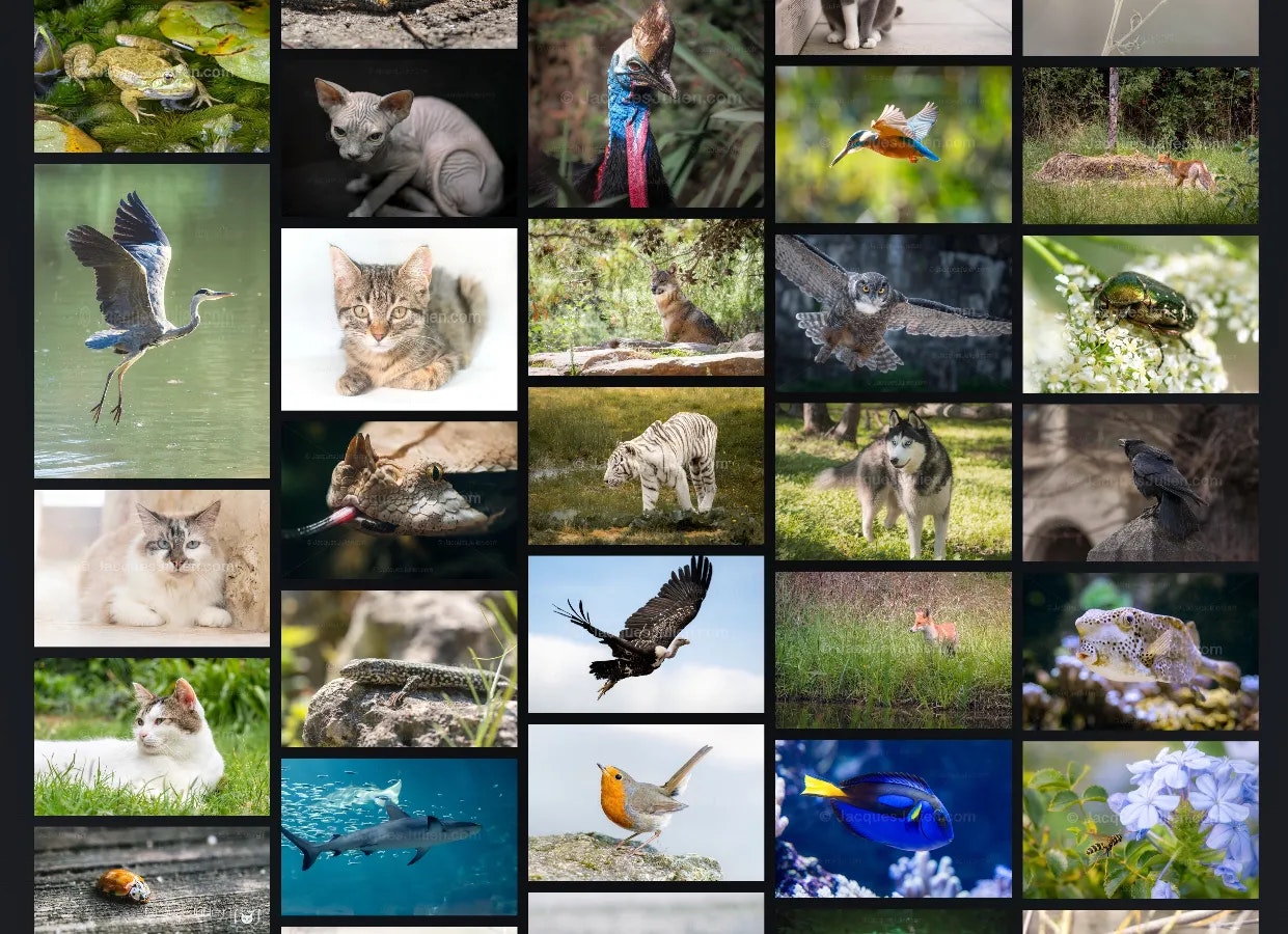 Média Jacques Julien Photo – Galerie Animaux - Du sauvage au domestique - Images d'animaux libres de droits 4