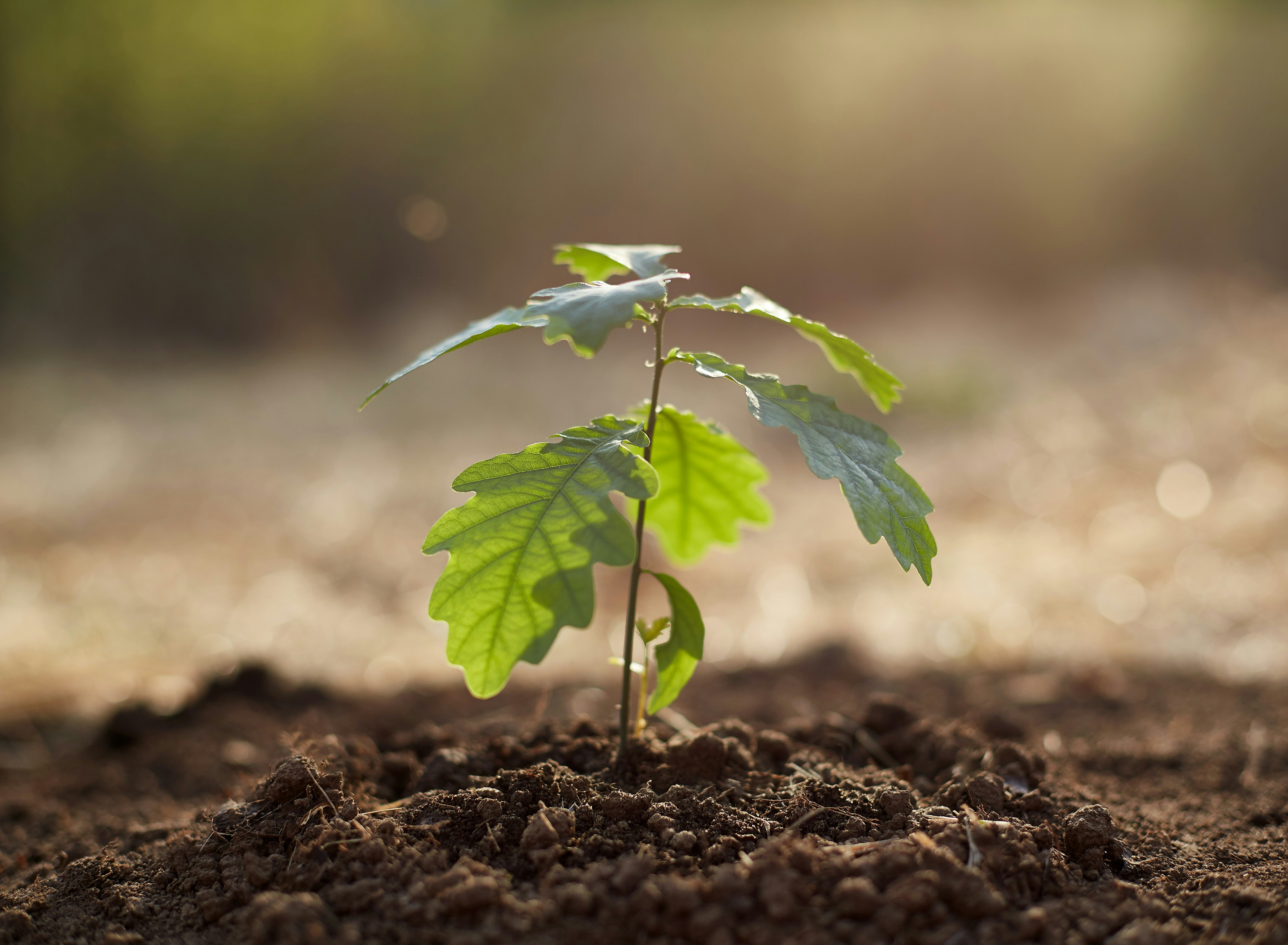 Plantas digitais