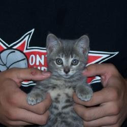 The Random Kitten Generator gallery image