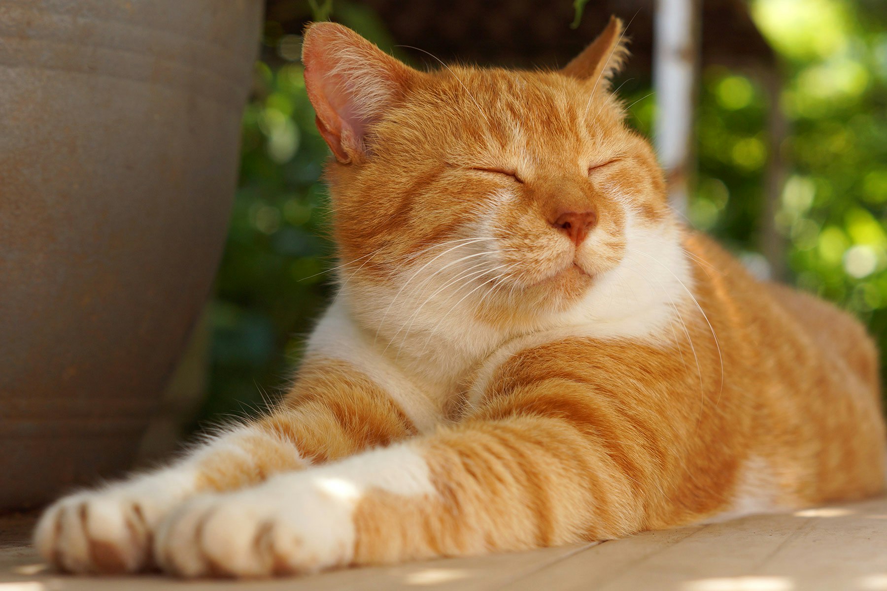 Massage therapy and Reflexology