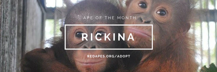 Anders Riise Koch cover