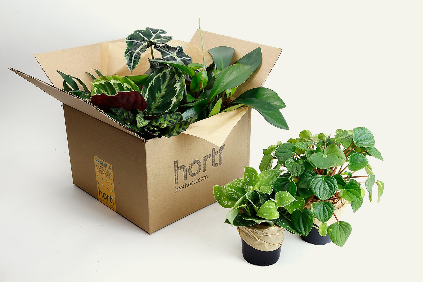 Horti gallery image