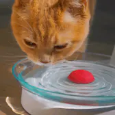 KittySpring