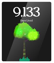 Time Garden gallery image