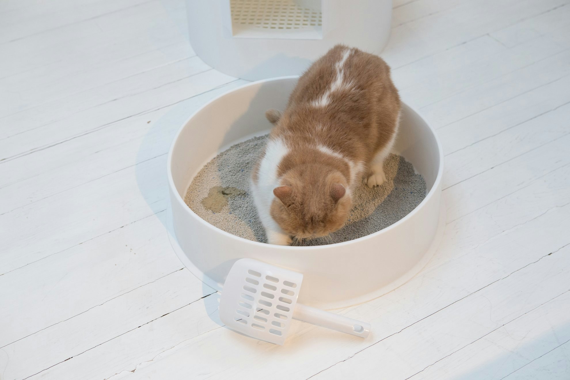 Want an invisible litter box? - try this! pidan igloo litter box gallery image