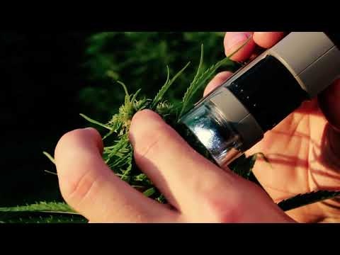 BATCH Dream CBD Tincture gallery image