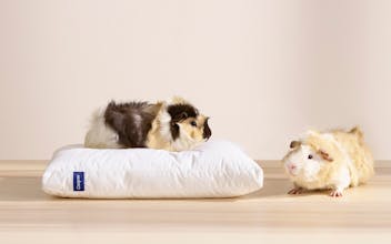 Casper Nap Pillow gallery image