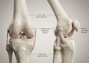 Natomy AI gallery image