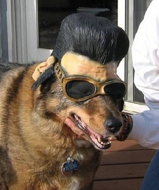 A really cool dog gallery image
