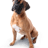 Dog API