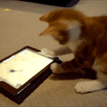 Game for Cats