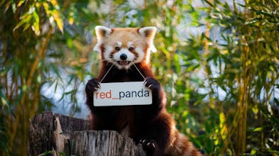 Red Panda AI Image Generator gallery image
