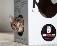 Cat in the Box media 3